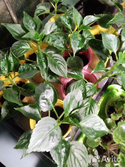 Бальзамин Stardust Pink