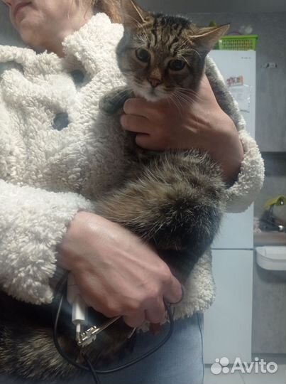 Кошка в дар