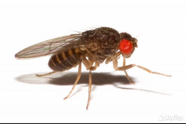 Корма для экзотических животных