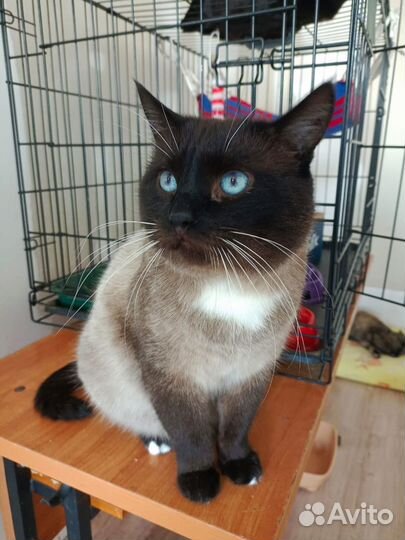 Котик Шафран