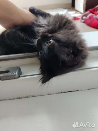 Кошка ласковая в дар