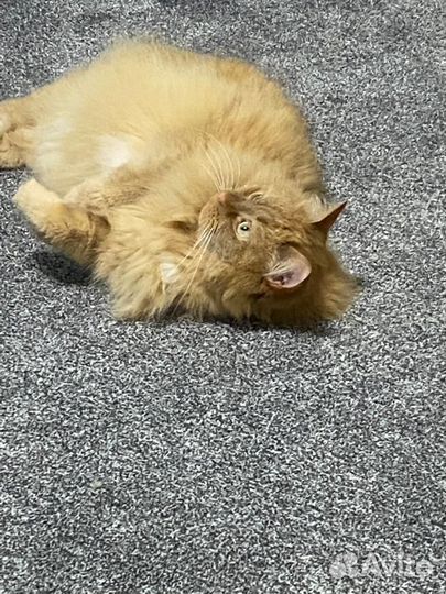 Кот
