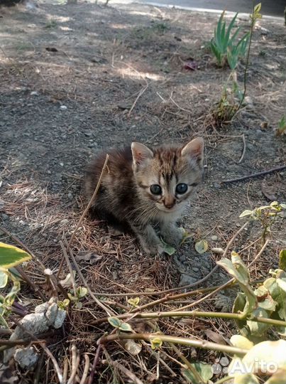 Котята в добрые руки 1 месяц