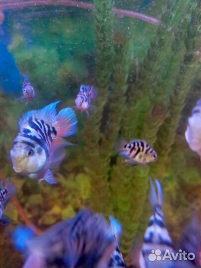 Аквариумные рыбки цихлиды