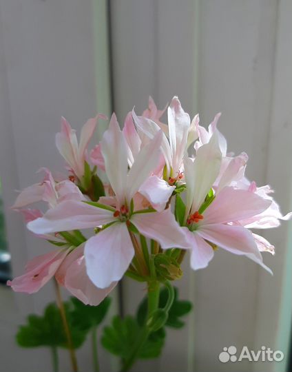 Пеларгонии сортовые