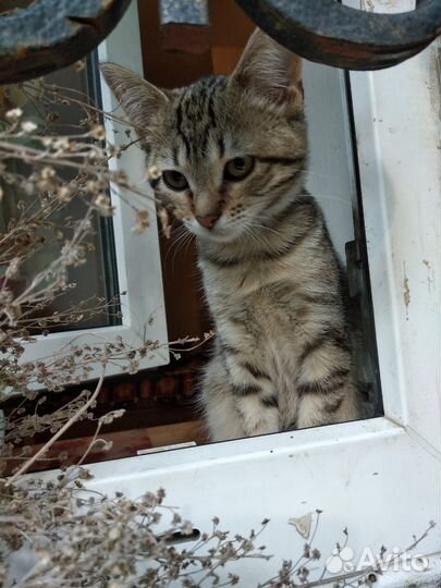 Котенок 3 мес