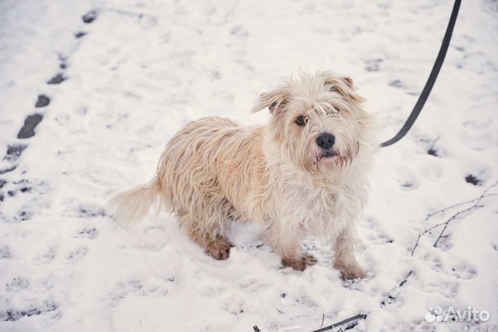 Невероятный пëс Николай ищет дом