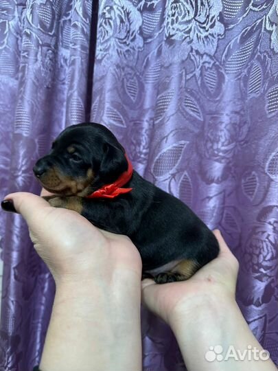 Цвергпинчер