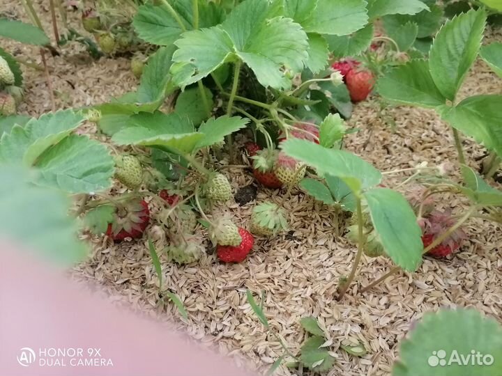 Рассада клубники Клери