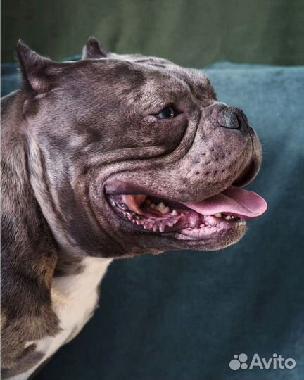 Американский булли вязка