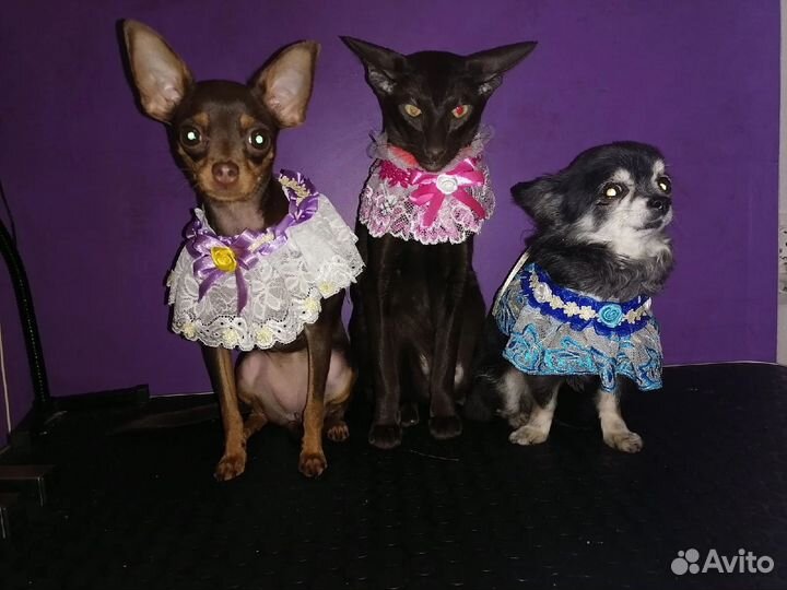 Передержка собак/кошек.Зооняня.Выгул собак