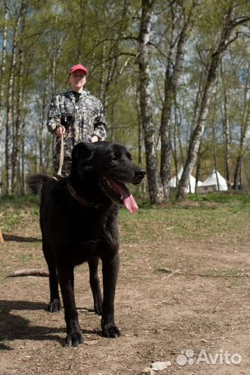 Потап хочет в семью (Собака из приюта)