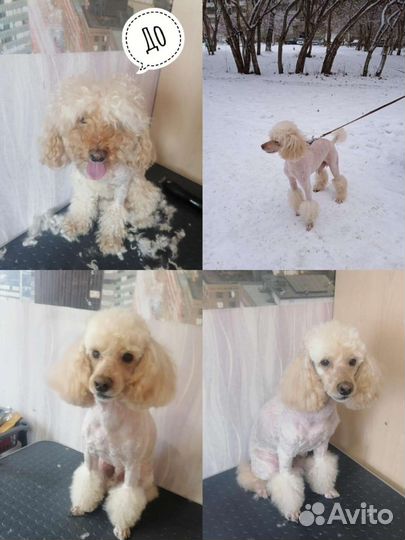 Стрижка собак