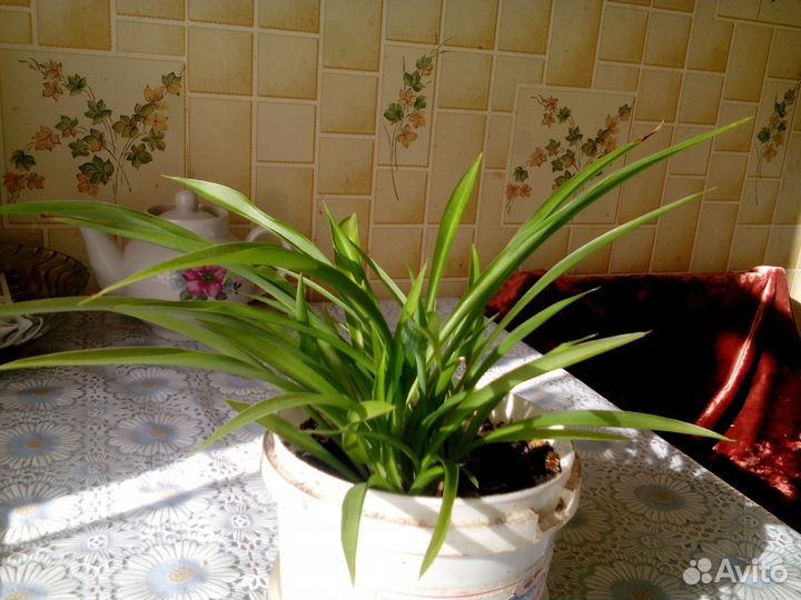 Хлорофитум зелёный/полосатый