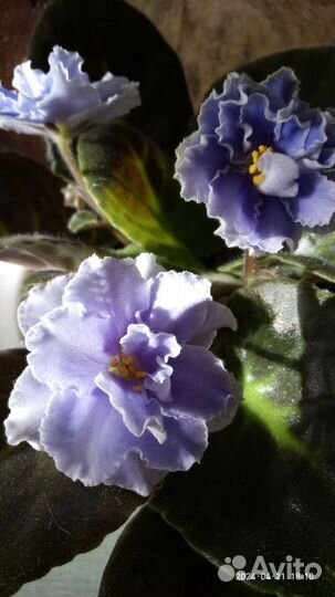 Гардения Жасминовидная, фиалки