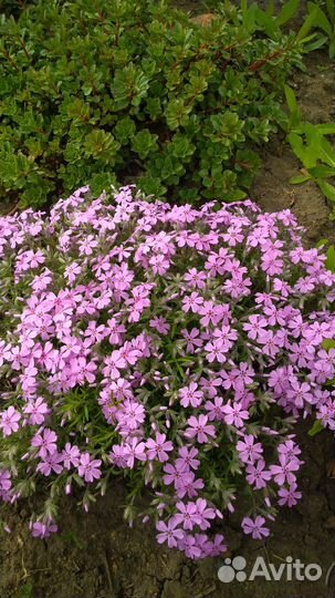 Многолетние садовые растения