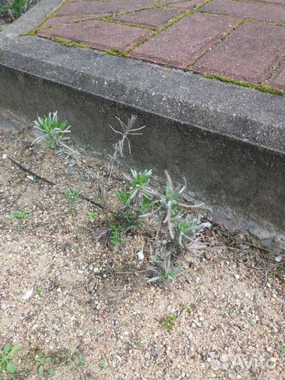 Садовые растения