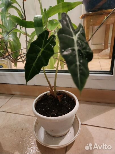 Алоказия полли