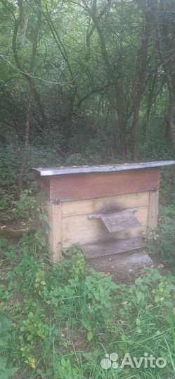 Пчелы с ульями