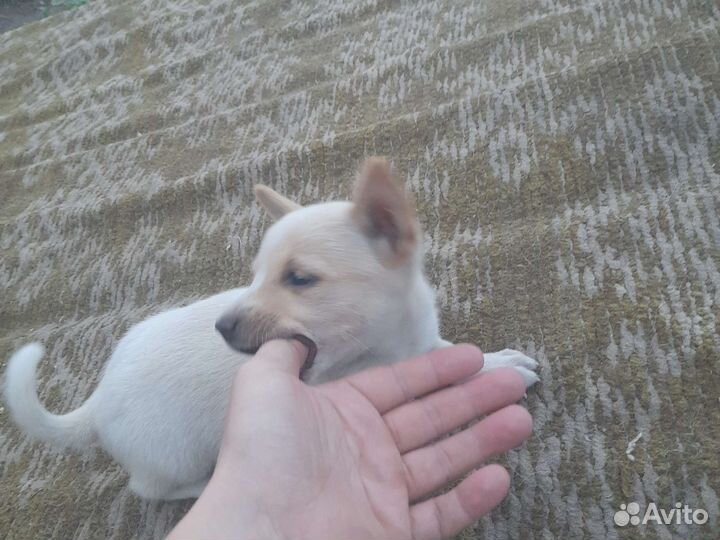 Двортерьер, помесь с чихуахуа
