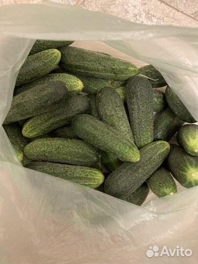 Свежие ягоды кабачки тыквы огурцы зелень