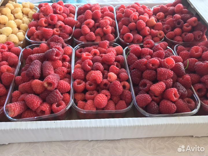 Саженцы малины Маравилла,Мапема,Энросадира