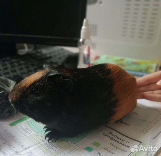 Морская свинка 2,5 месяца