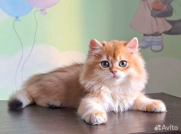 Британский золотой котик