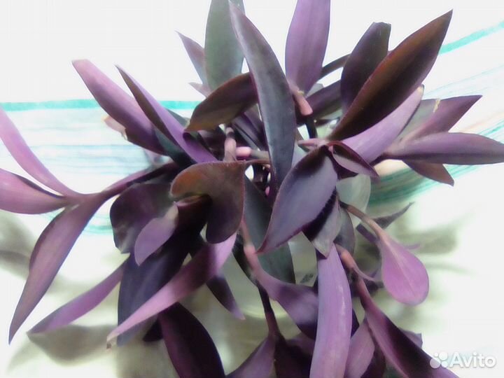 Традесканция,хлорофитумы