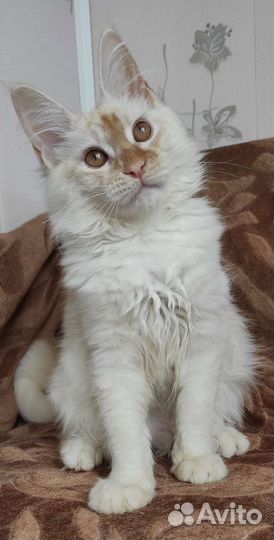 Девочка мейн кун