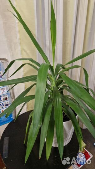 Пальма юкка