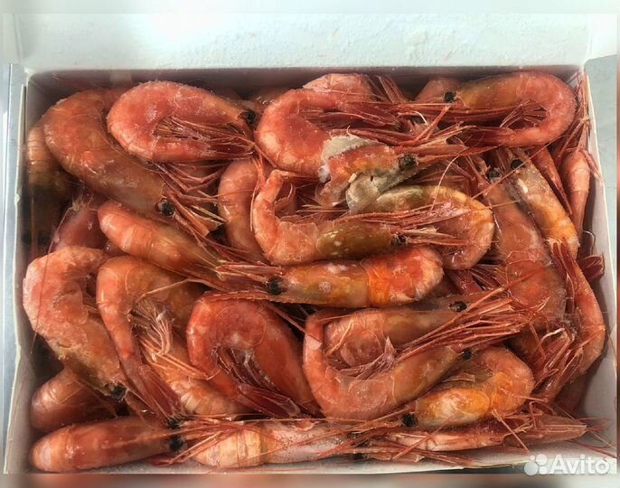 Креветка Северная