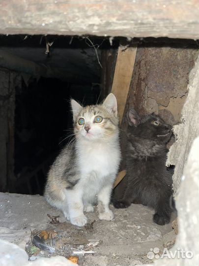 Котенок в дар бесплатно
