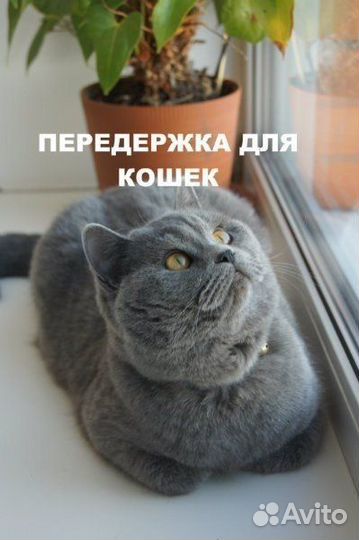 Передержка для кошек