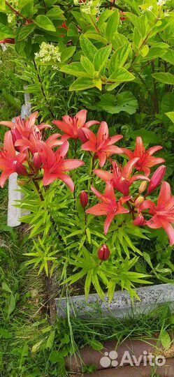 Лилия азиатская