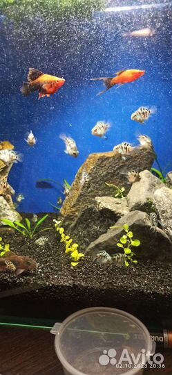 Аквариумные рыбки. Сапфировый попугай