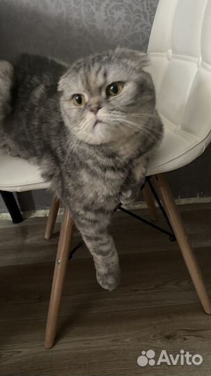 Шотландская кошка