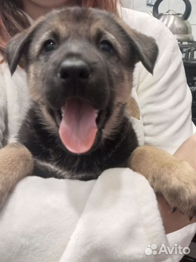 Щенки немецкой овчарки