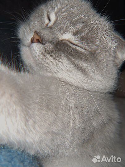 Кошка вислоухая