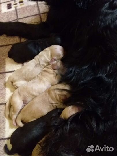 Русский кокер спаниель