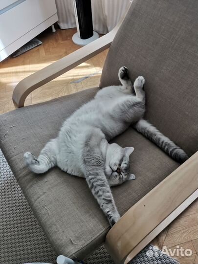 Британский кот, вязка