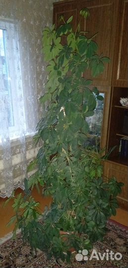 Комнатные цветы шефлера