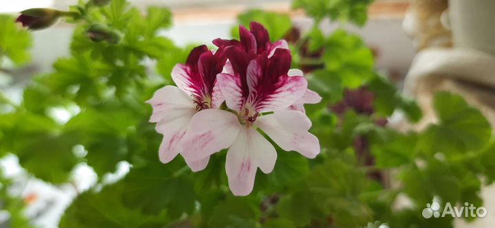 Герань, фиалка