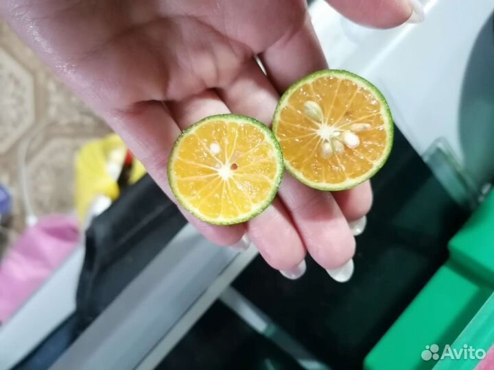 Каламондин, лимон, апельсин, мандарин, кумкват