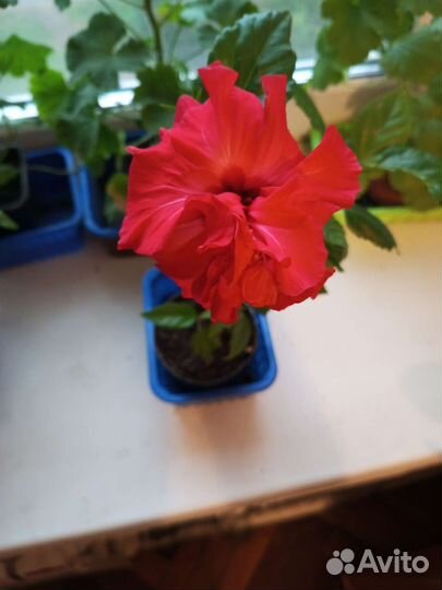 Гибискус китайская роза