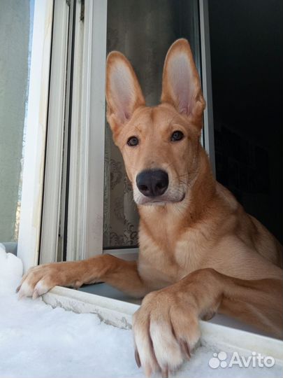 Собака в добрые руки