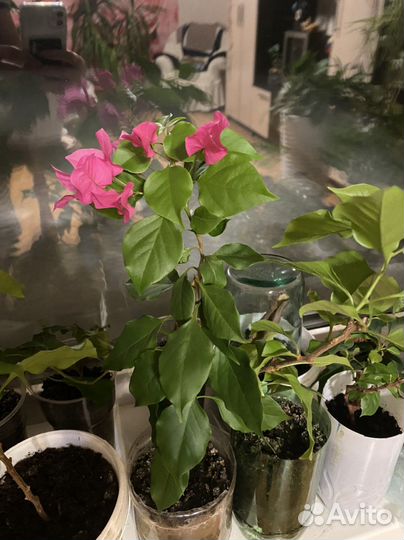 Бугенвиллея