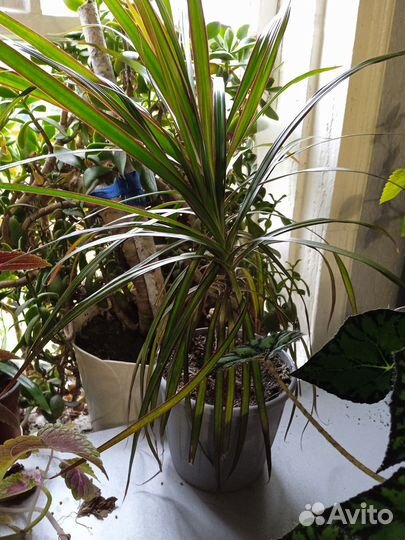 Диффенбахия