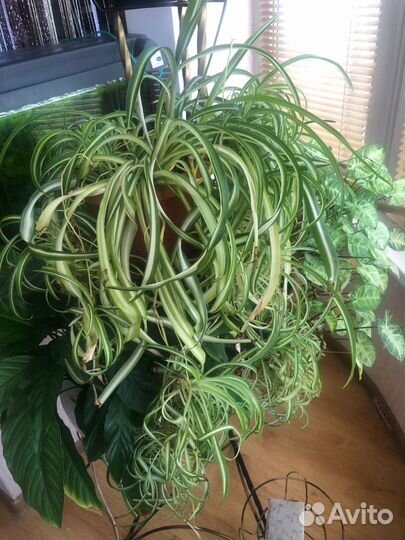 Комнатные цветы ростки