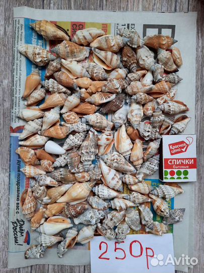 Ракушки разные